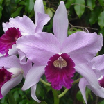 Laelia purpurata